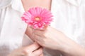 Pink gerbera in female hand, Gynecology concept Royalty Free Stock Photo