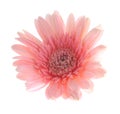 Pink gerbera flower Royalty Free Stock Photo