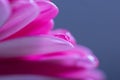 Pink Gerbera flower