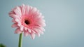 A pink gerbera flower against a smooth blue background Royalty Free Stock Photo