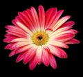 Pink gerbera flower on black isolated background with clipping path. Closeup. For design. Royalty Free Stock Photo