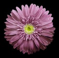 Pink gerbera flower on the black isolated background with clipping path. Closeup. no shadows. For design. Royalty Free Stock Photo