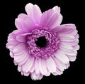 Pink gerbera flower, black isolated background with clipping path. Closeup. no shadows. For design. Royalty Free Stock Photo