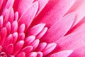 Pink Gerbera flower blossom with water drops - close up shot photo details spring time Royalty Free Stock Photo