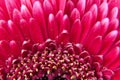 Pink Gerbera flower blossom with water drops - close up shot photo details spring time Royalty Free Stock Photo
