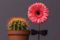 Pink gerbera flower with a bow tie on the stem next to a cactus in a brown pot. The concept of relationship, friendship, love