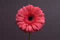 Pink Gerbera flower bud with lots of tiny drops of water close-up on plain background Royalty Free Stock Photo