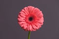 Pink Gerbera flower bud with lots of tiny drops of water close-up on plain background Royalty Free Stock Photo