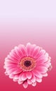 Pink gerbera flower, close up, colored degradee background. Daisy family Royalty Free Stock Photo