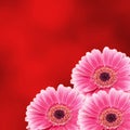 Pink gerbera flower, close up, colored degradee background. Daisy family Royalty Free Stock Photo