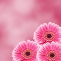 Pink gerbera flower, close up, colored degradee background. Daisy family Royalty Free Stock Photo