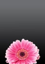 Pink gerbera flower, close up, colored degradee background. Daisy family Royalty Free Stock Photo