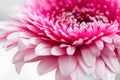 Pink gerbera flower close up. Front view. Royalty Free Stock Photo