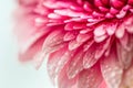 Pink gerbera flower close up. Front view. Royalty Free Stock Photo