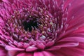 Pink Gerbera Flower Close Up