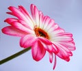 A pink gerbera flower Royalty Free Stock Photo