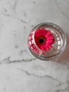 Pink gerbera flower floating in round glass transparent vase on a white Royalty Free Stock Photo