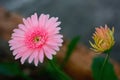 Pink gerbera flower in the garden blurred background Royalty Free Stock Photo