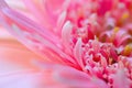 Pink gerbera flower in the garden selective blurred background Royalty Free Stock Photo