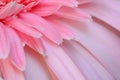 Pink gerbera flower in the garden selective blurred background Royalty Free Stock Photo