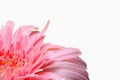 Pink gerbera flower in the garden selective blurred background Royalty Free Stock Photo