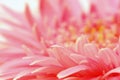 Pink gerbera flower in the garden selective blurred background Royalty Free Stock Photo