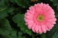 Pink gerbera flower in garden with water drop on flower Royalty Free Stock Photo