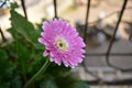 Pink Gerbera Flower