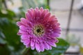 Pink Gerbera Flower