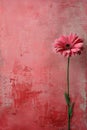 Pink gerbera flower on grunge background with space for text. Royalty Free Stock Photo