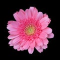 Pink gerbera flower isolated on black background, Gerbera Daisy, Pink chrysanthemum flower Royalty Free Stock Photo