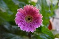 Pink Gerbera Flower