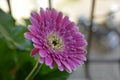 Pink Gerbera Flower