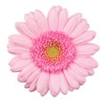 Pink gerbera flower isolated Royalty Free Stock Photo