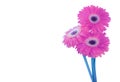Pink gerbera flower isolated Royalty Free Stock Photo