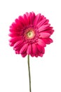 Pink gerbera flower isolated Royalty Free Stock Photo