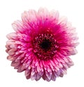 Pink gerbera flower isolated on white  background Royalty Free Stock Photo