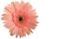 Pink gerbera flower Royalty Free Stock Photo