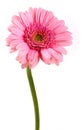 Pink gerbera flower isolated on white background Royalty Free Stock Photo