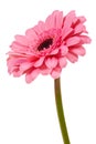 Pink gerbera flower isolated on white background Royalty Free Stock Photo