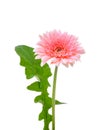 Pink Gerbera flower isolated on white background Royalty Free Stock Photo