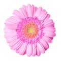 Pink gerbera flower isolated on white background, top view Royalty Free Stock Photo