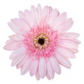 Pink gerbera flower isolated on white Royalty Free Stock Photo