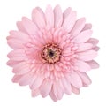 Pink gerbera flower isolated on white Royalty Free Stock Photo