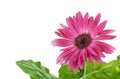 Pink Gerbera flower macro Royalty Free Stock Photo