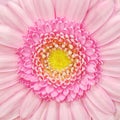 Pink Gerbera Flower Macro Royalty Free Stock Photo