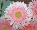 Pink gerbera flower, macro. Large pink flower. A large flower of a soft pink color. Close-up of pink gerbera.