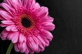 Pink gerbera flower macro view with water drops on dark background Royalty Free Stock Photo