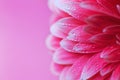 Pink Gerbera flower petals with drops of water, macro on flower, beautiful abstract background Royalty Free Stock Photo