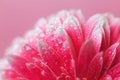 Pink Gerbera flower petals with drops of water, macro on flower, beautiful abstract background Royalty Free Stock Photo